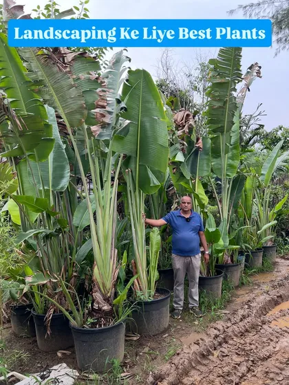Here I am with our collection of large Bird of Paradise plants. These are perfect for creating a tropical, high-end look in hotel lobbies, showrooms, or large office spaces. We have them in sizes that make a real statement.