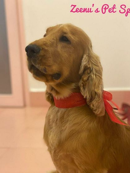 Zeenu's Pet Spa - Dog Grooming & Spa Cocker Spaniels & Beagles photo 5