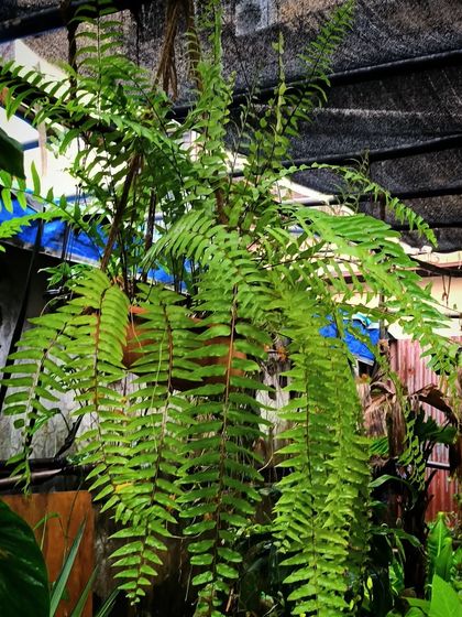 Easy-Care Indoor Plants photo 15