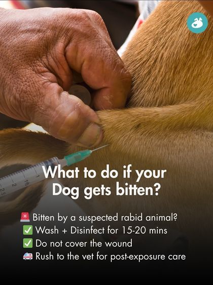 The Pack - Pet Parent Education & Workshops Your Dog's Health & Wellness photo 10