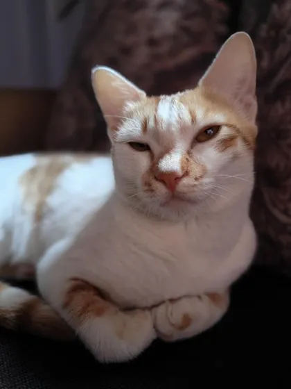 This is Lala, a beautiful one-year-old ginger and white cat. She is rescued, spayed, vaccinated, and looking for a loving family in Bangalore.