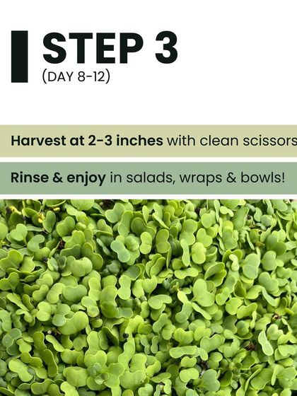 Step 3 for growing microgreens: Harvest your greens at 2-3 inches tall with clean scissors. Simply rinse and enjoy them in salads, wraps, and bowls for a fresh, nutritious boost.