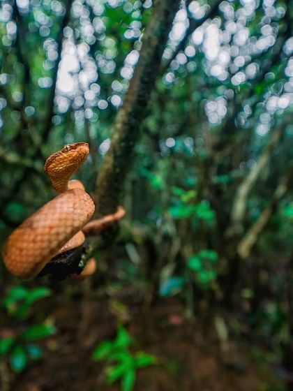 Rainforest Rendezvous: Macro & Herping photo 3