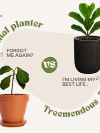 Indoor Plants & Self-Watering Planters