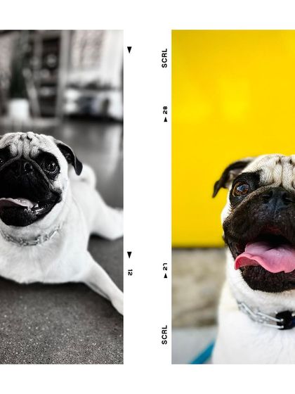 Tulsa Dog Trainer - Immersive Board & Train Programs Board & Train Graduates photo 98