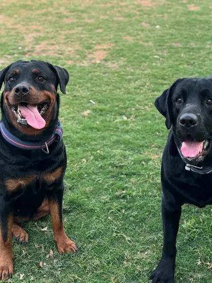 Two happy boys, a Rottweiler and a Labrador, posing for the camera.