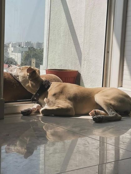 We Care Pet Creche - Home Dog Boarding A Home Away From Home photo 12