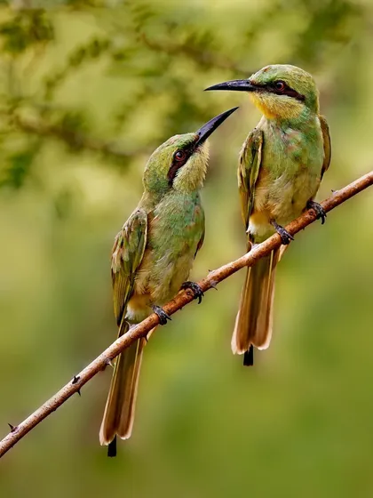 A charming interaction between two Green Bee-eaters perched together on a single branch. This shot captures a moment of connection, showcasing their slender bodies, vibrant green plumage, and the delicate, elongated central tail feathers characteristic of the species.