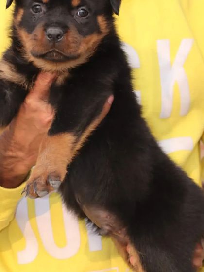 A clear view of this handsome Rottweiler puppy. He has been dewormed and vaccinated, with all health records available for his new owner.