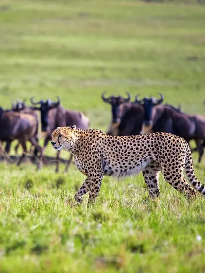 A cheetah walks purposefully through a herd of wildebeest in the Masai Mara. This scene captures the tension and respect between predator and prey in the open savannah.