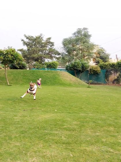 An Indie dog mid-run, enjoying the freedom of our large, open play area.
