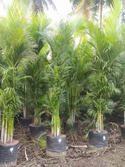 A group of Areca Palms in nursery bags. These are one of the most popular palms for both indoor and outdoor landscaping.