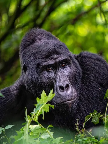 A portrait of a silverback gorilla in Bwindi. Dian Fossey's quote about their dignity rings true; the more time you spend with them, the more you understand the need to protect them.