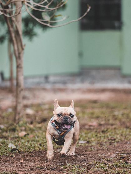 This little French Bulldog is on the move. Happiness makes every dog more adorable, and we make sure there's plenty of it to go around.
