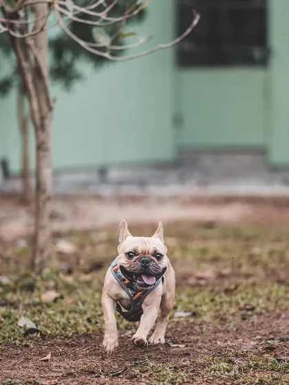This adorable French Bulldog is having a great time exploring the grounds. Even smaller breeds enjoy the freedom of our cage-free environment.