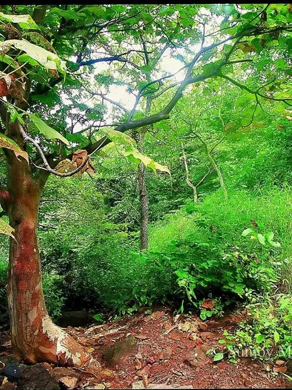 This is the same patch of forest in Mumbai's National Park, but transformed by the monsoon. The arrival of water turns the dry, brown landscape into a vibrant, almost electric green. It is a powerful, yearly reminder of how water is the true elixir of life in our forests.