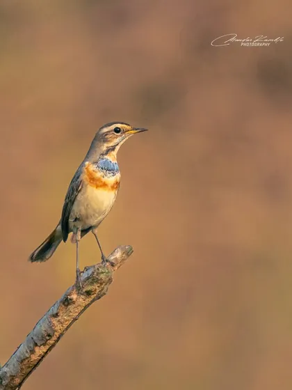 A Bluethroat against a warm, soft background. The simple composition and beautiful light make this a classic and pleasing bird portrait.