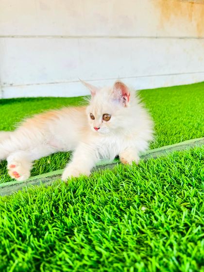 Fluffy Paws Pet Resort - Pet Boarding & Daycare The Cattery: A Dog-Free Sanctuary photo 23