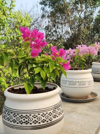 Garden & Landscape Design and Setup