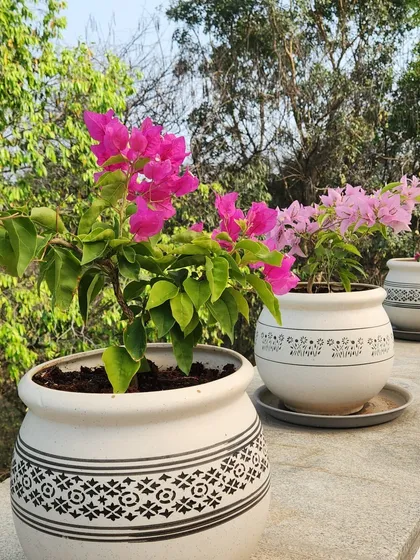 A close up of vibrant bougainvillea in elegant, patterned ceramic pots. We believe the right planters are just as important as the plants themselves, and we help clients select pots that complement their decor and ensure plant health.