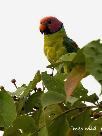 The Plum-headed Parakeet is a burst of color. The male's head has a stunning gradient of red and purple, like a watercolor painting, which stands out against its bright green body.