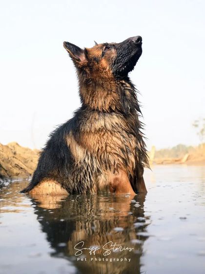 Sniff Stories - Pet Videography Paws, Splashes, and Muddy Noses photo 19