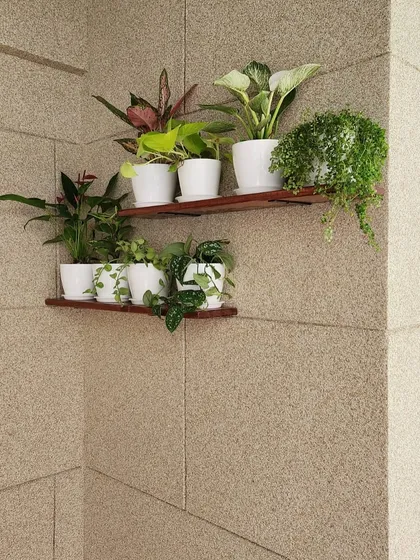A simple and elegant solution for a small balcony corner. We installed two wooden shelves to hold a collection of small indoor plants in matching white pots, making use of vertical space to create a mini garden without cluttering the floor.