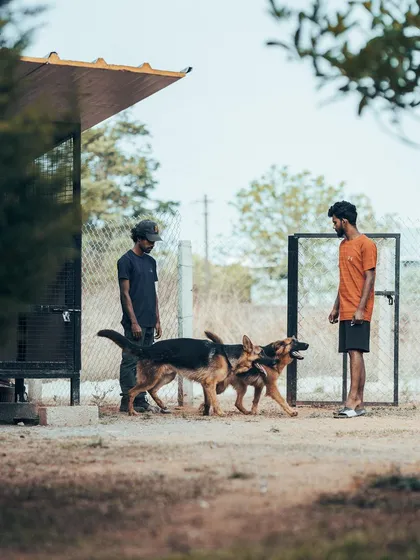 These two German Shepherd siblings are a treat to have. I ensure that dogs who come in pairs or groups get to spend quality time together, just like at home.