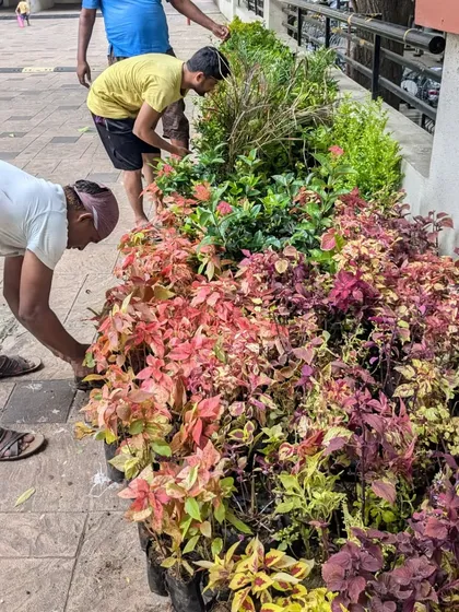 A variety of colorful Coleus plants are being prepared for replanting to refresh a garden bed.