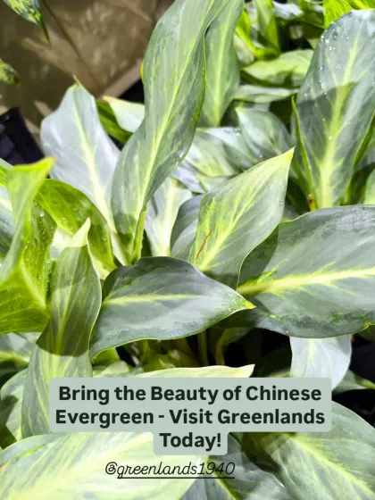 Bring home the beauty of a Chinese Evergreen today. Its lush foliage and easy-care nature make it a rewarding plant for any indoor gardener.