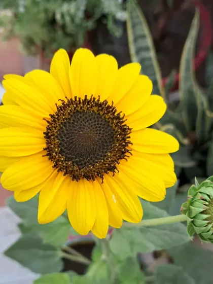 Bhardwaj - Urban Gardening Consultation A Riot of Colorful Flowers photo 54