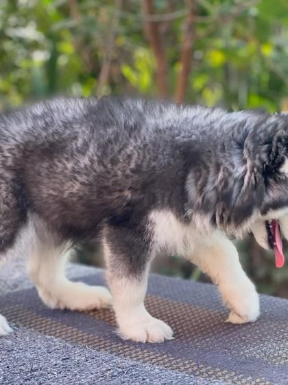 This puppy is on the move, showing its active and playful nature. My focus is always on breeding dogs that are not only beautiful but also healthy and full of life.