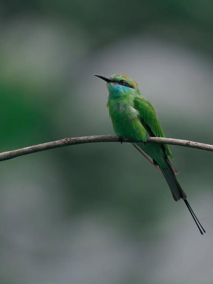 A Green Bee-eater sits on an elegantly curved branch, a minimalist and artistic composition.