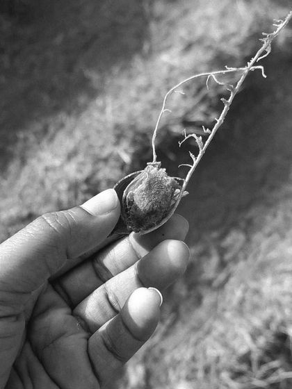 Finding and tasting imli (tamarind) straight from the tree during one of our nature walks. It’s these small, sensory details that make the experience so rich and memorable. This is what connecting with the local environment feels like.