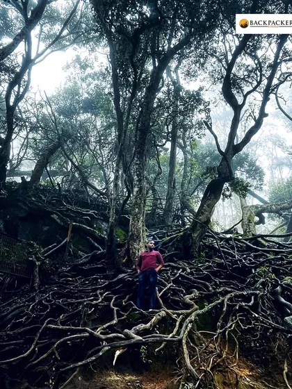 Exploring the mysterious Guna Caves and the ancient trees of Kodaikanal. Our backpacking tours cover all the famous spots and some hidden ones too.