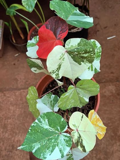 Rare & Collector's Plants photo 3