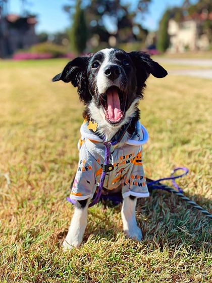 Tulsa Dog Trainer - Immersive Board & Train Programs Rescue & Adoption Spotlights photo 19