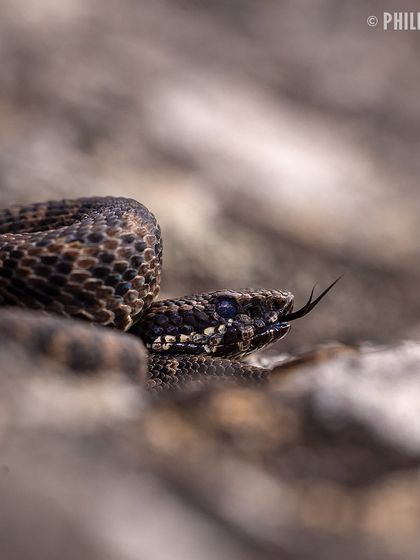 A close up of the Horseshoe Pit Viper's head as it flicks its tongue, sensing the environment.