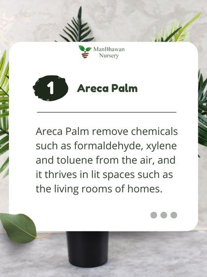 The Areca Palm is not just for decoration. It actively removes chemicals such as formaldehyde and xylene from the air and thrives in the bright, lit spaces of our homes.
