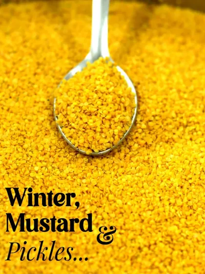 A spoonful of mustard seeds, a key ingredient that brings warming goodness and pungent flavour to many of our winter pickles.