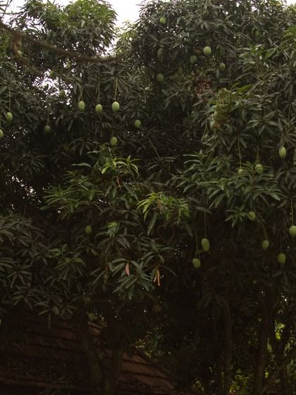 The lush green leaves of a mango tree, heavy with fruit, symbolizing the abundance and vitality of nature at our center.