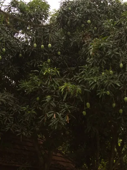 A mango tree laden with fruit. This sight is a joyful reminder of the abundance of nature and the sweetness of the summer season at our retreat.