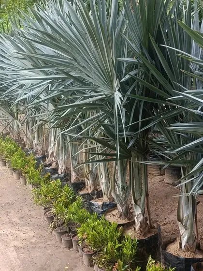 A row of healthy Bismarckia nobilis palms, known for their stunning silver-blue fronds. We stock a variety of exotic and decorative palms.
