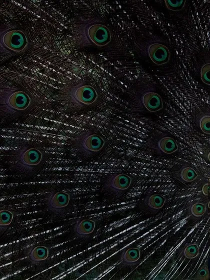 An Indian Peafowl displaying its magnificent train at Jhalana Leopard Reserve. I framed this shot to show the peacock's head emerging from the sea of iridescent eyespots, capturing the scale and grandeur of its courtship ritual.