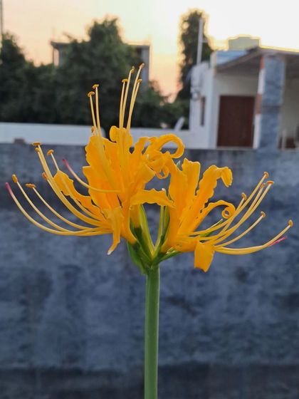 Bhardwaj - Urban Gardening Consultation A Riot of Colorful Flowers photo 207