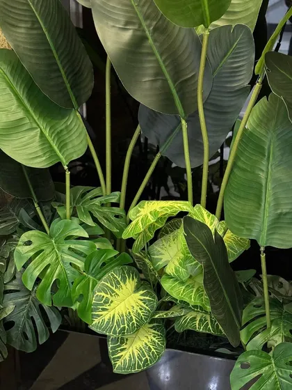 A detailed view of the lush foliage inside a planter, featuring a mix of artificial Monstera and Caladium leaves. The varied shades of green and yellow create a vibrant, lifelike appearance.