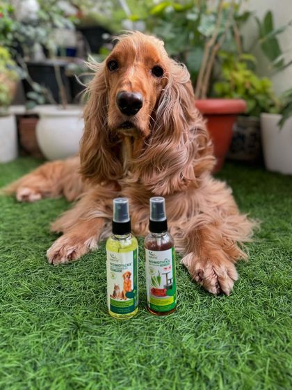 Posto posing with his tick and flea protection. A healthy dog is a happy dog.