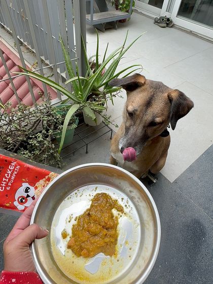 Our Chicken & Pumpkin gravy topper is perfect for adding a burst of flavor and nutrition to any meal. Here's Sriracha getting ready to enjoy it.
