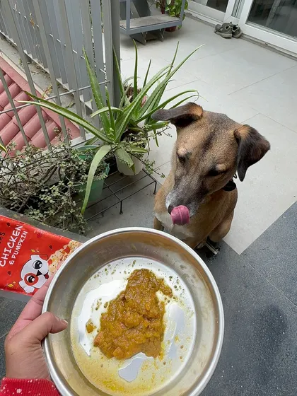 Our Chicken & Pumpkin gravy topper is perfect for adding a burst of flavor and nutrition to any meal. Here's Sriracha getting ready to enjoy it.