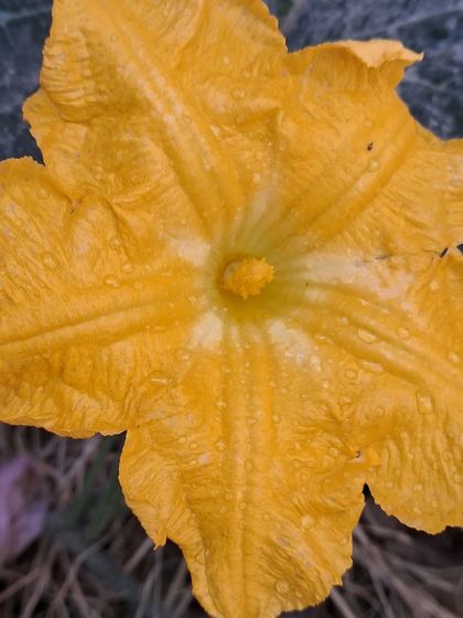 Bhardwaj - Urban Gardening Consultation Grow Your Own Organic Vegetables photo 45